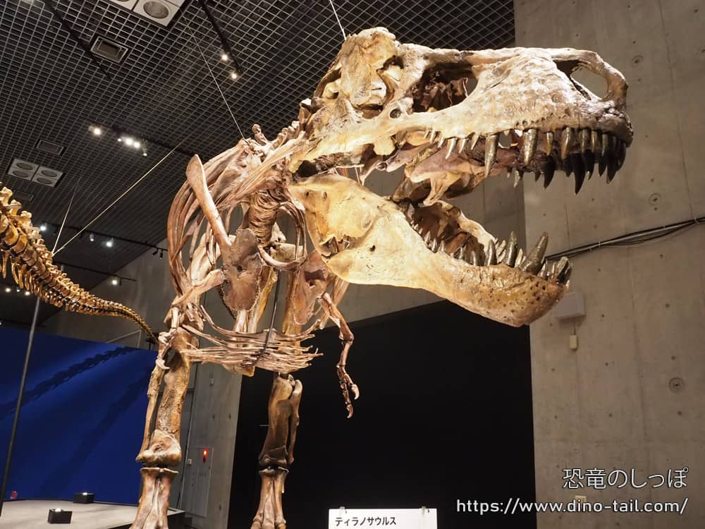 ティラノサウルス(Scoty)の全身骨格