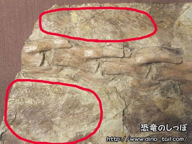 ユウティラヌスの羽毛跡