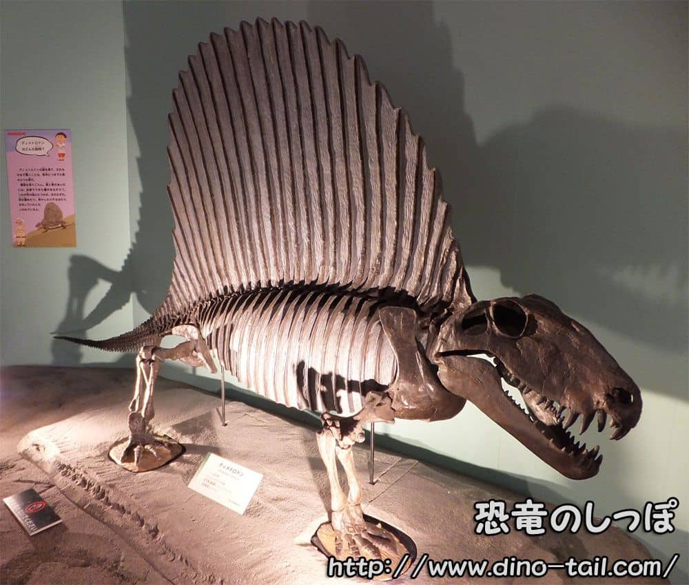 Complete skeleton fossil of Dimetrodon