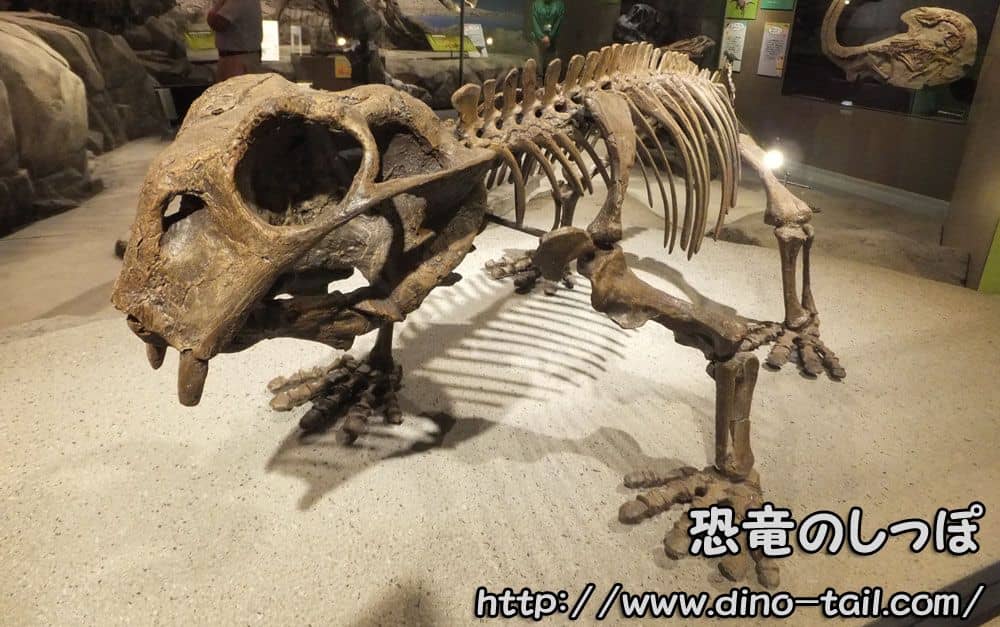 Complete skeleton fossil of Lystrosaurus