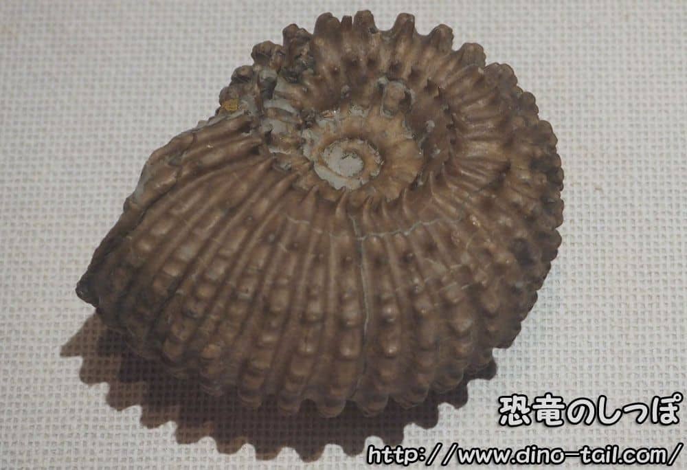 Ammonite (Douvilleiceras)