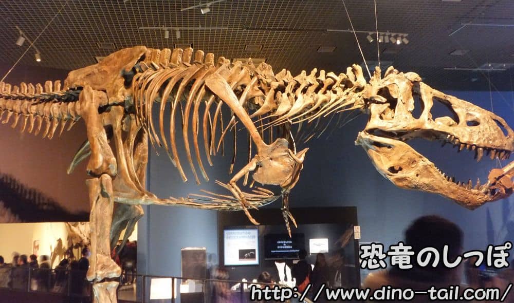 Tyrannosaurus complete skeleton fossil
