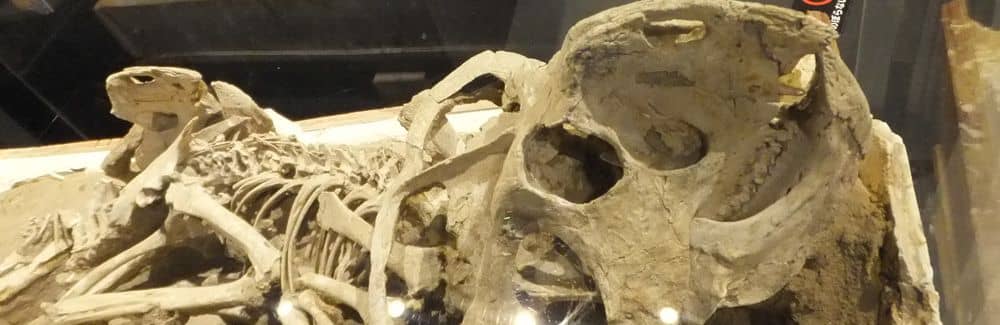 History of Dinosaur Discovery and Research