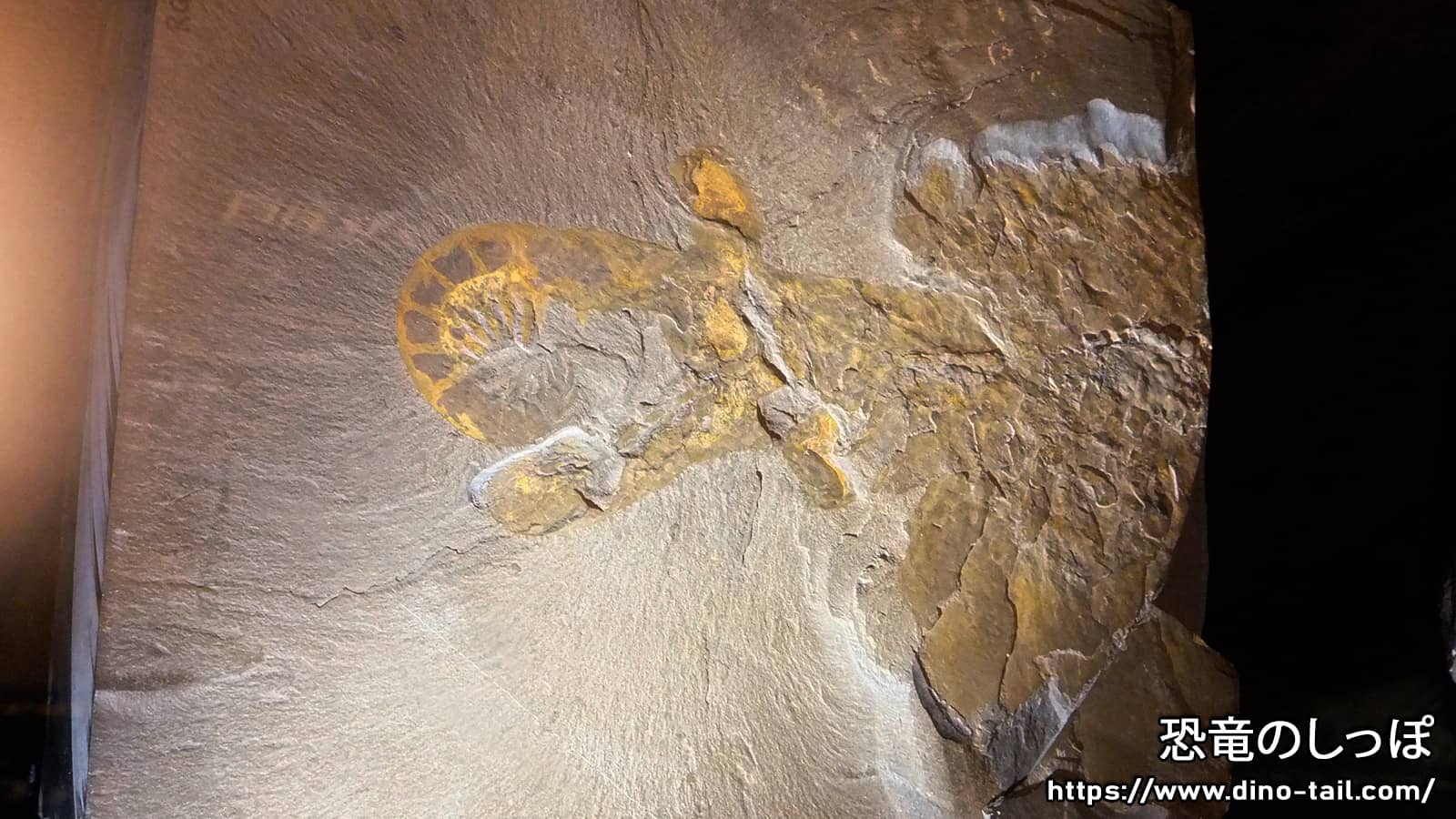 Fossil of Anomalocaris frontal appendage