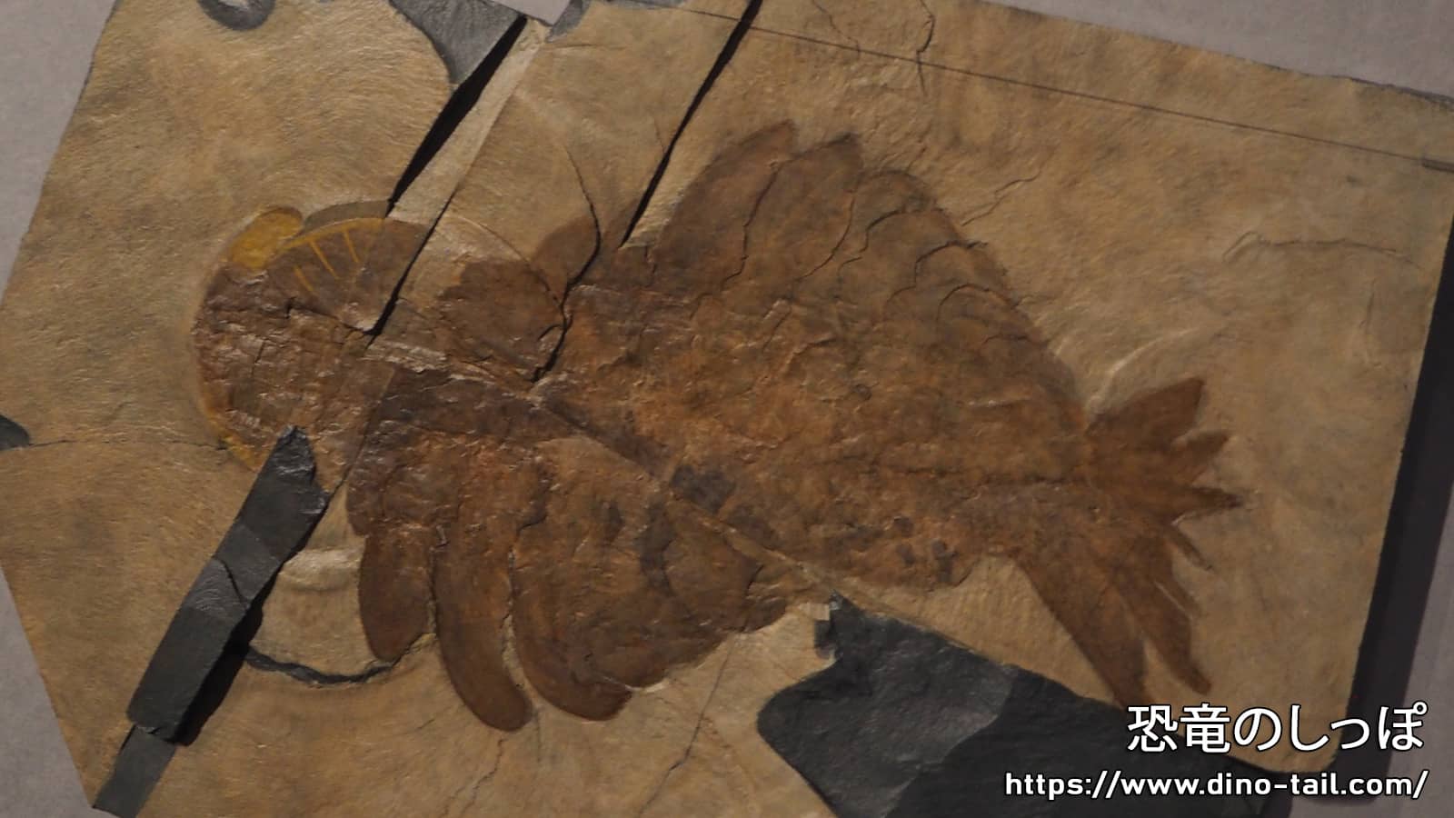 Fossil of Anomalocaris