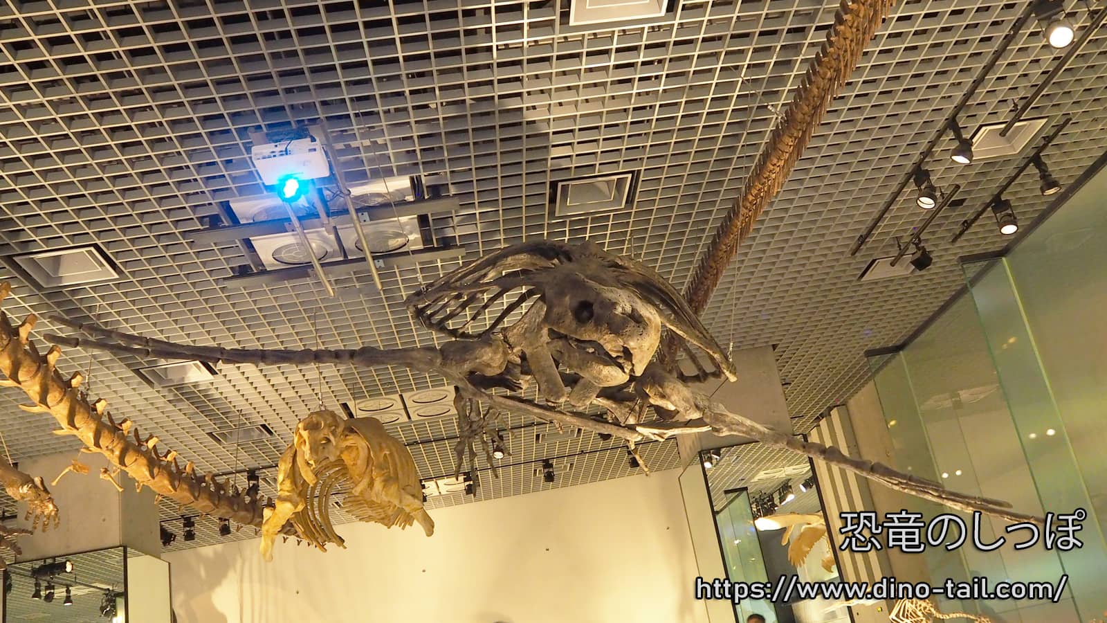 Archelon complete skeleton fossil