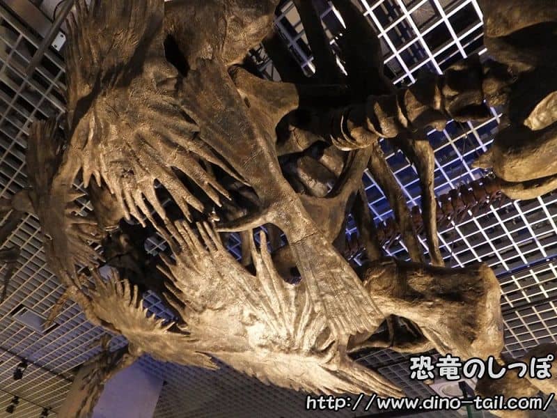 Abdomen of Archelon