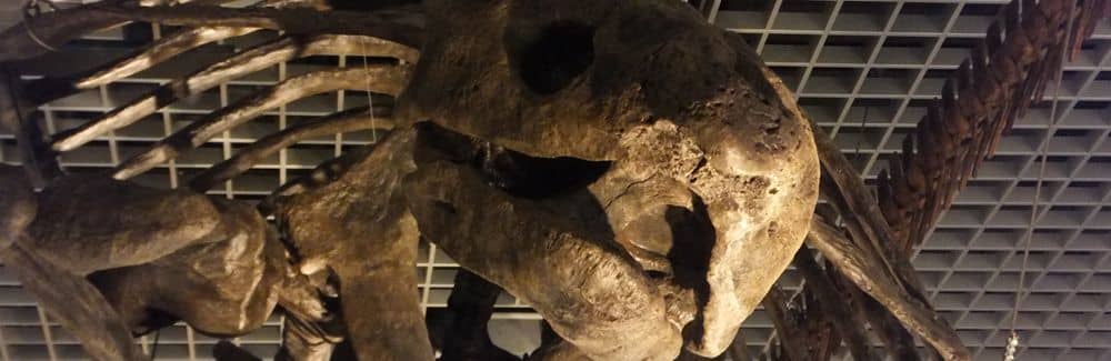 Archelon
