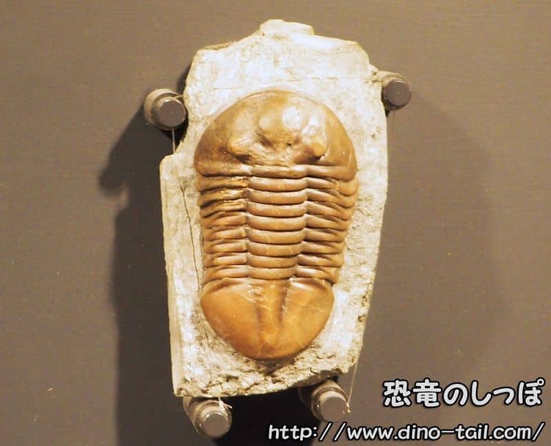 Asaphus expansus