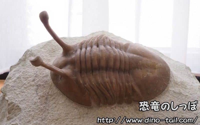 Asaphus kowalewskii