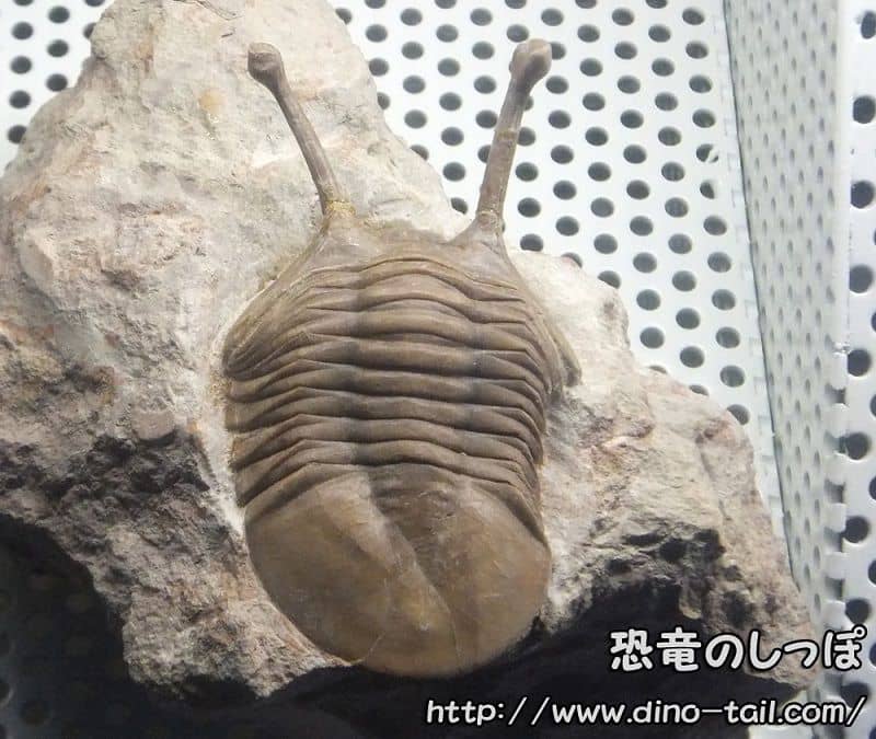 Asaphus kowalewskii