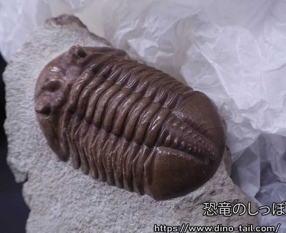 Asaphus lepidurus