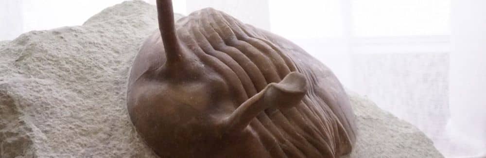 Asaphus (Trilobite)