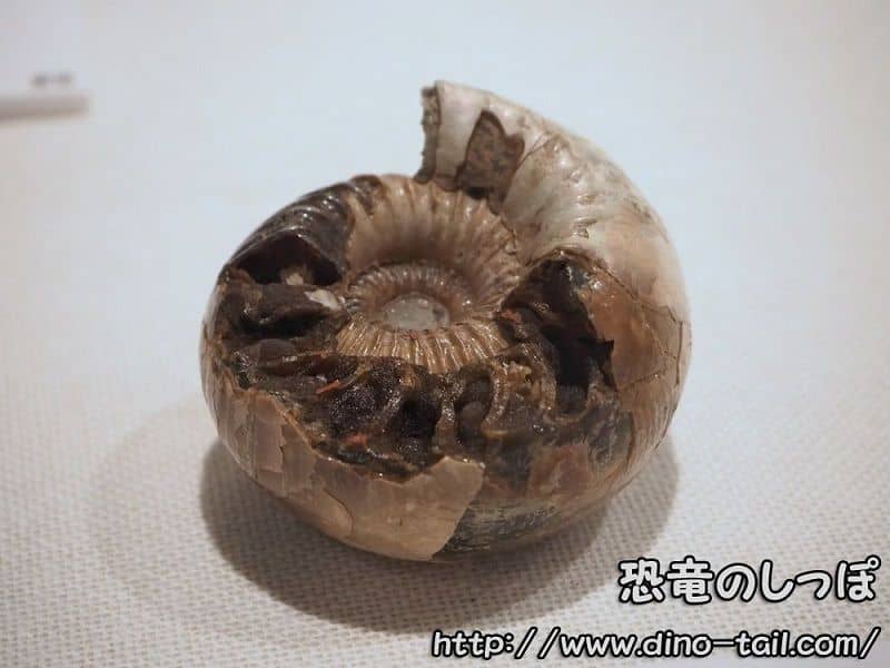 Cadoceras (photographed in 2017)