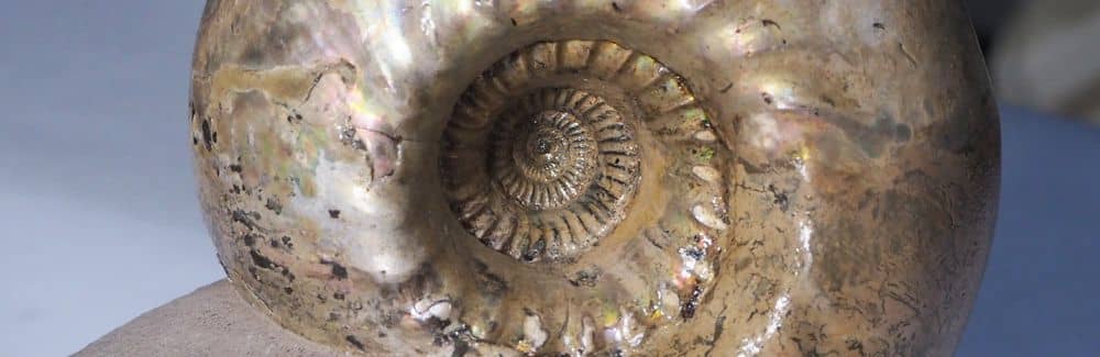 Cadoceras (Ammonite)