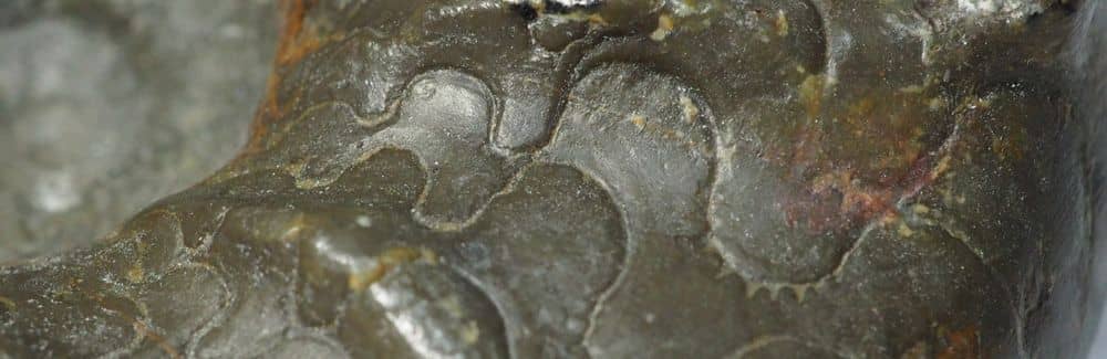 Ceratites (Ammonite)