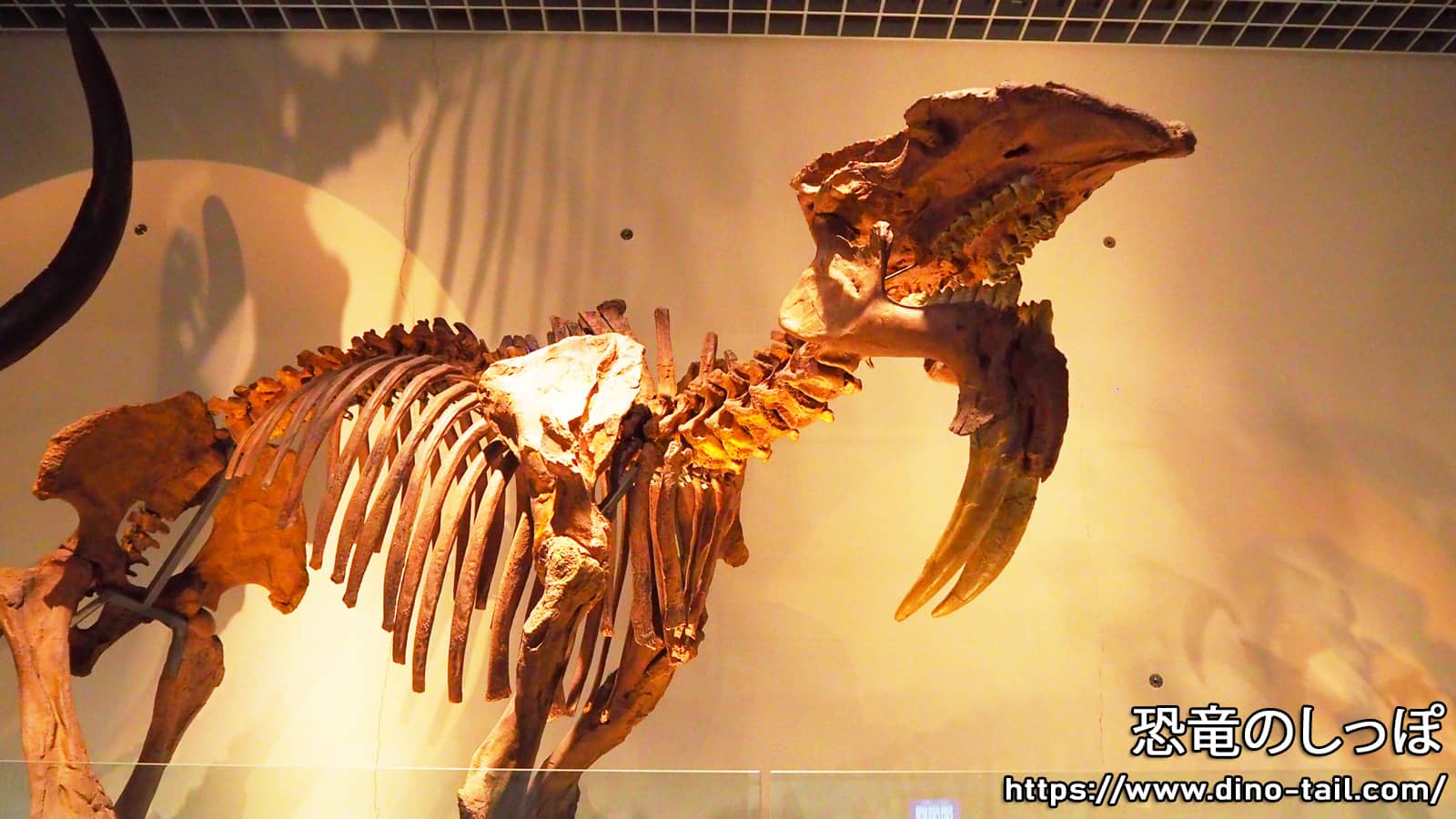 Full skeleton fossil of Deinotherium