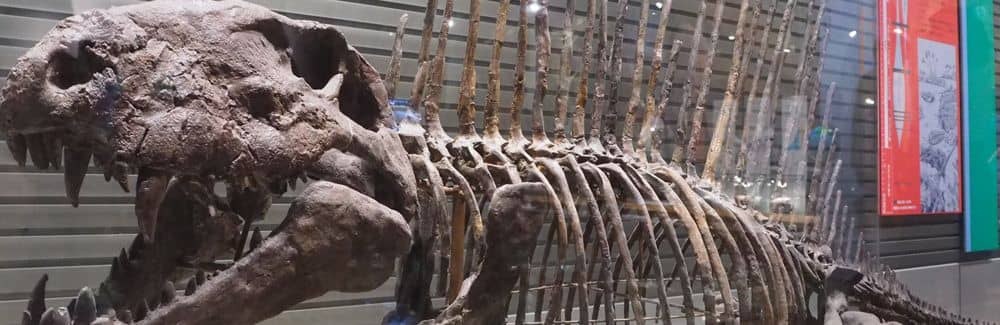 Dimetrodon
