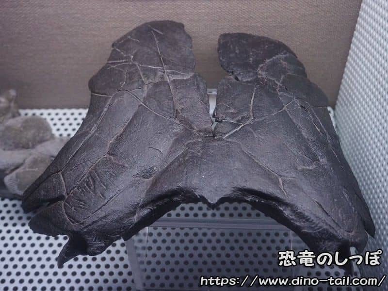 Dunkleosteus head fossil