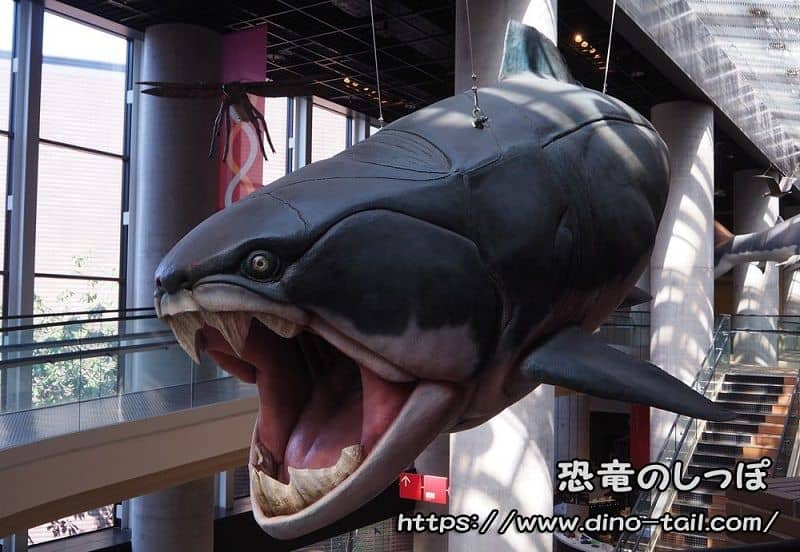 Model of Dunkleosteus