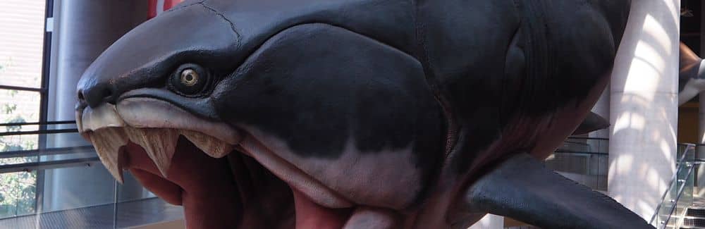 Dunkleosteus
