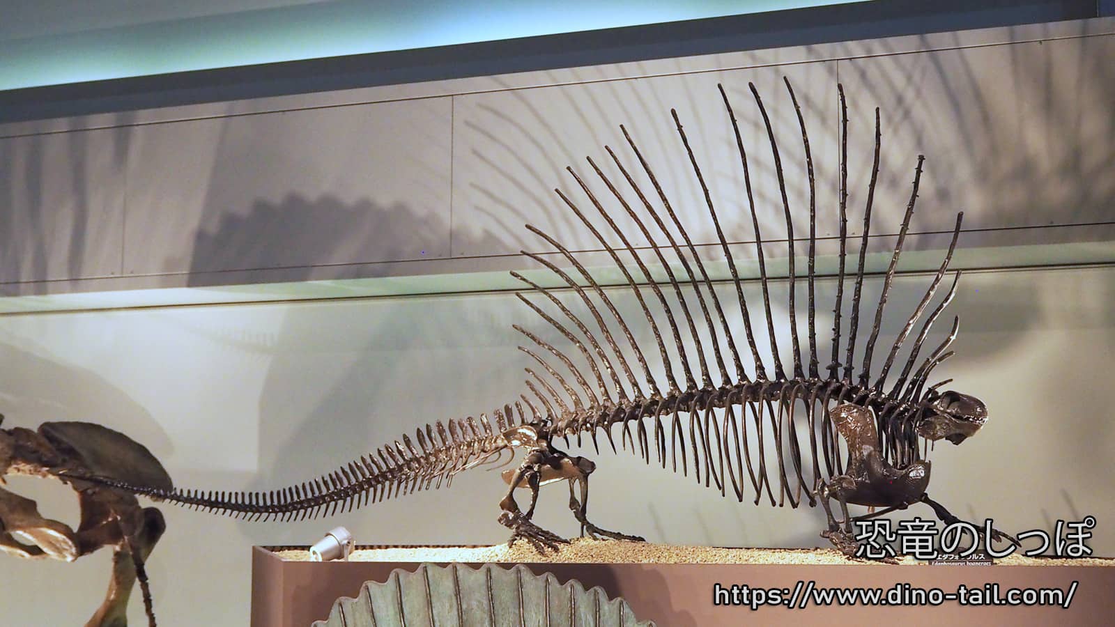 Edaphosaurus complete skeleton fossil