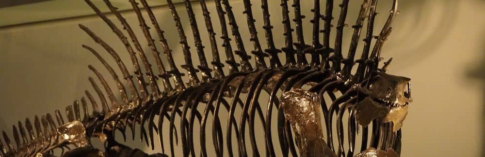 Edaphosaurus