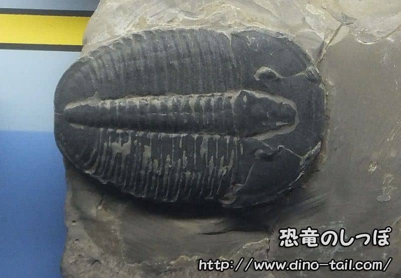 Elrathia kingii (photographed in 2016) Collection of the Ibaraki Nature Museum