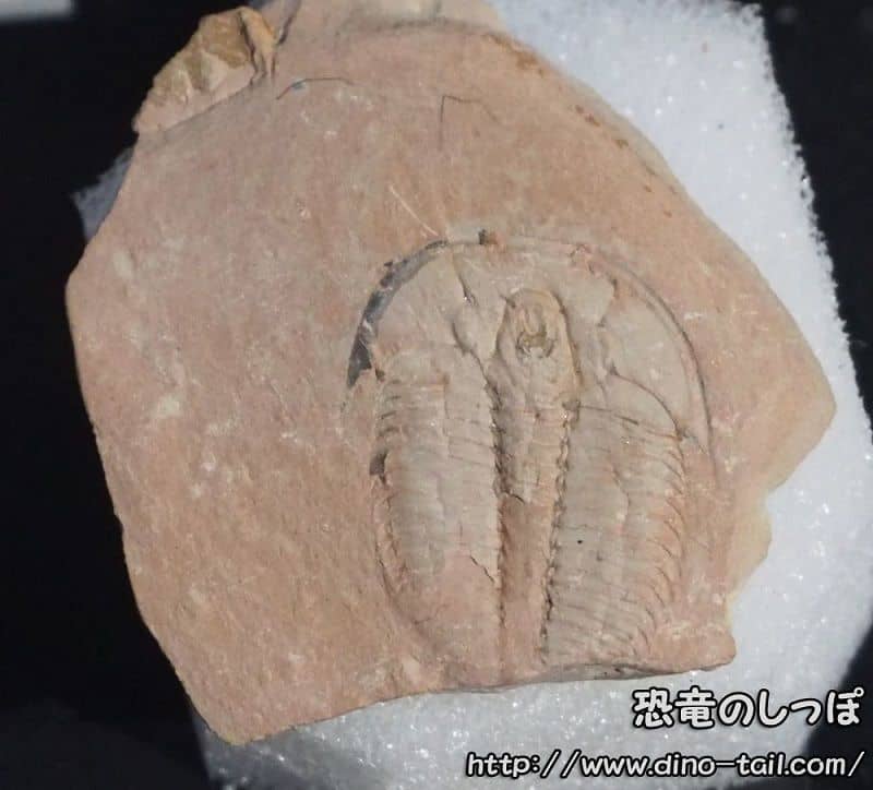 Elrathia kingii