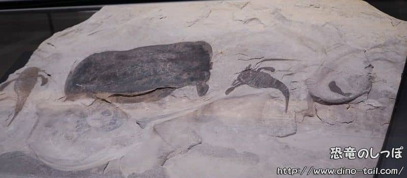 Eurypterus | Sea Scorpion