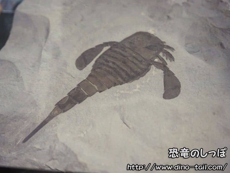 Eurypterus
