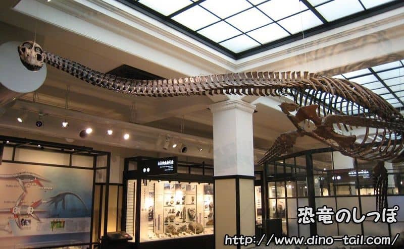Futabasaurus (Futabasuzukiryu) complete skeleton fossil