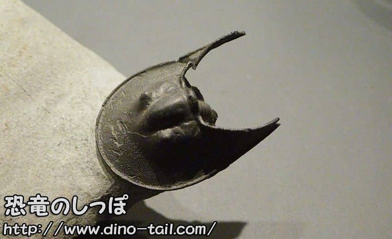 Harpes - From Morocco, Collection of the National Museum of Nature and Science