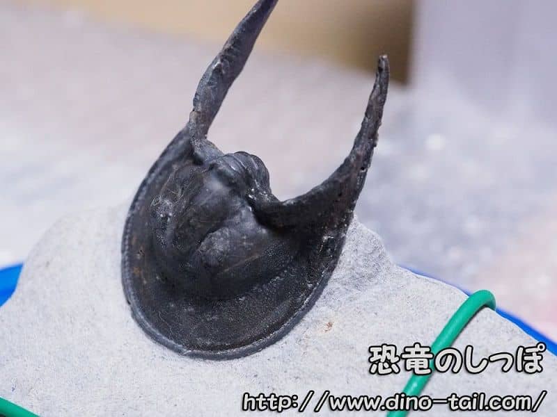 Fossil of Harpes