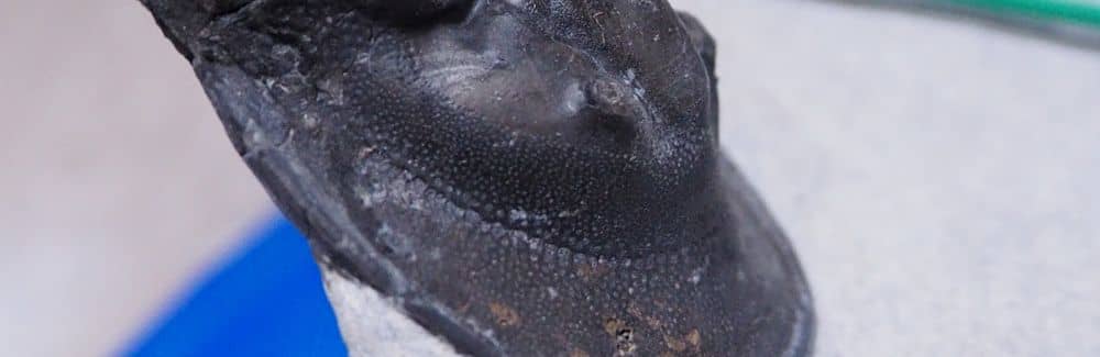 Harpes (Trilobite)