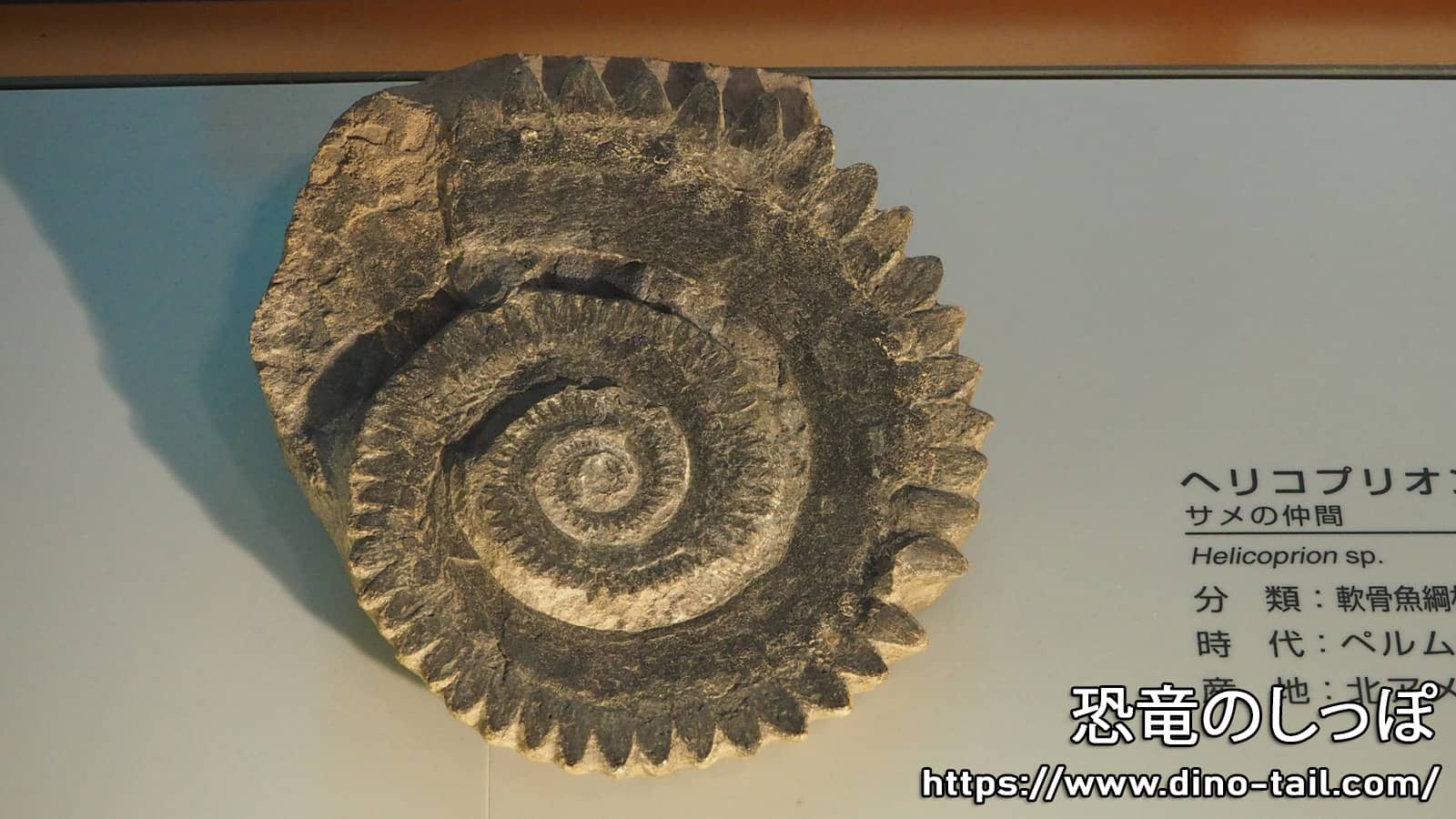 Fossil of Helicoprion's spiral tooth whorl