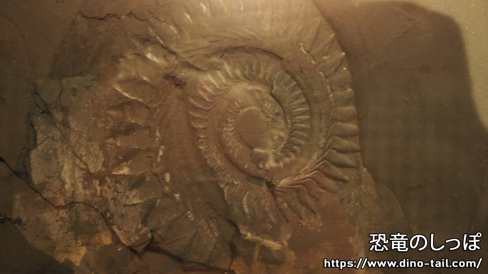Fossil of Helicoprion's spiral tooth whorl