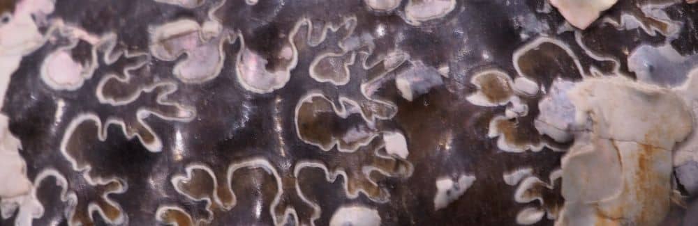 Hoploscaphites