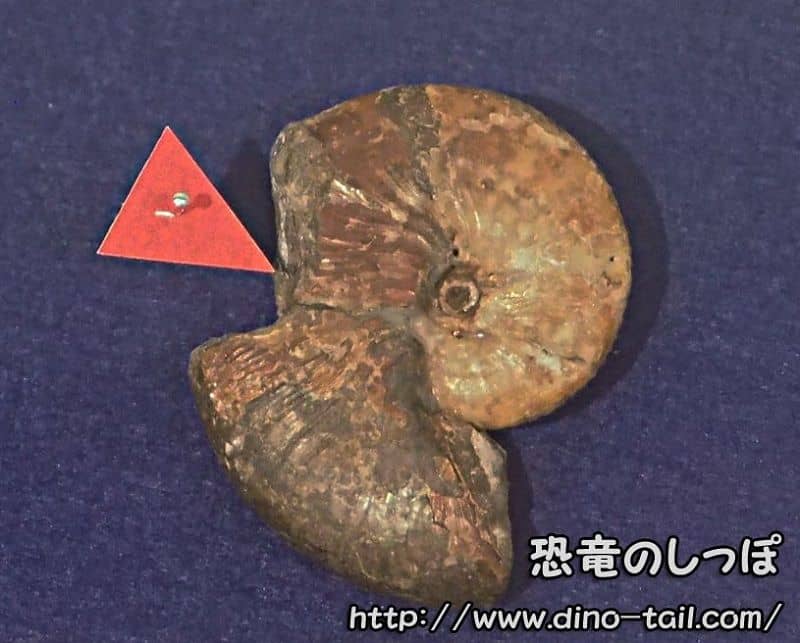 Ammonite with bite marks - Hoploscaphites