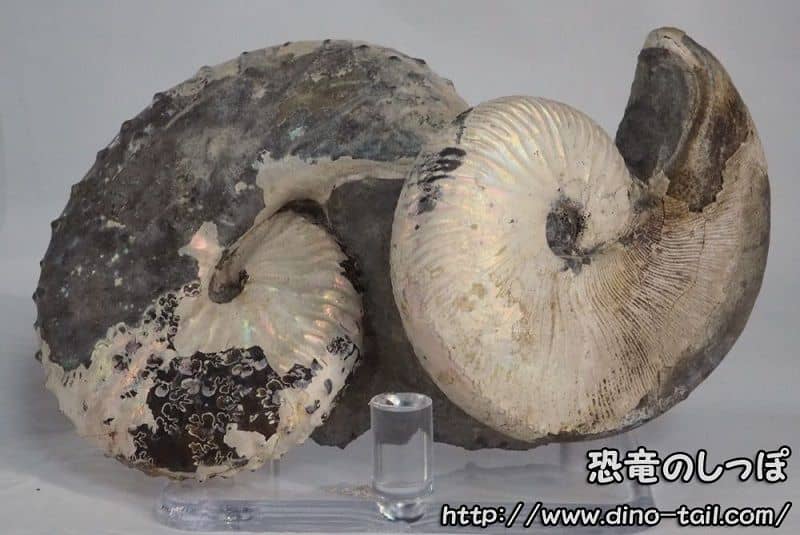 Fossil of Hoploscaphites