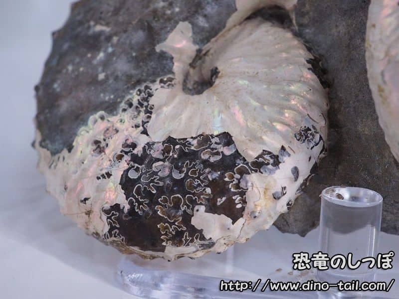 Fossil of Hoploscaphites