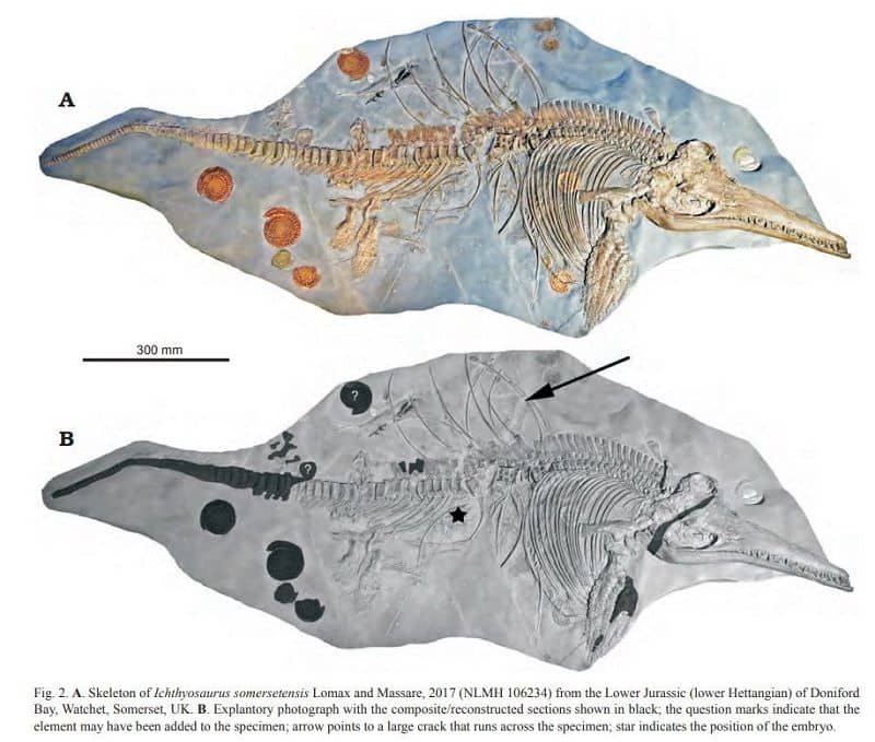 New species of Ichthyosaurus (described in 2017)