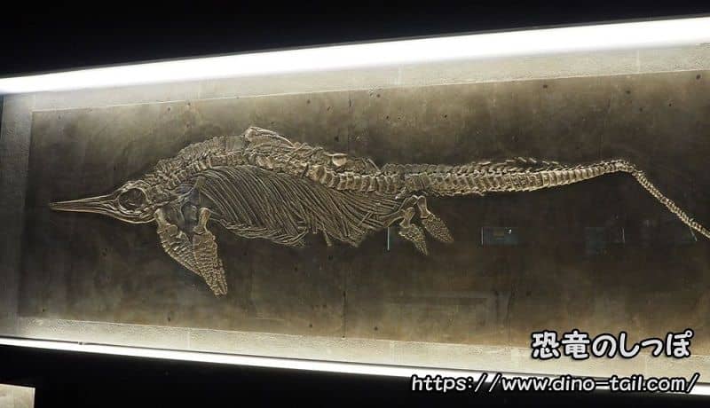 Ichthyosaurus complete skeleton fossil Senckenberg Naturmuseum, Germany.
