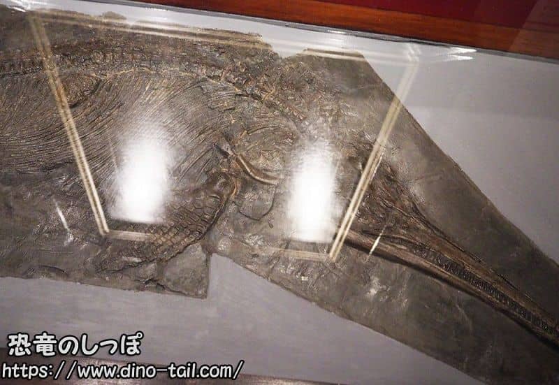 Ichthyosaurus excavated by Mary Anning