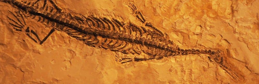 Mesosaurus