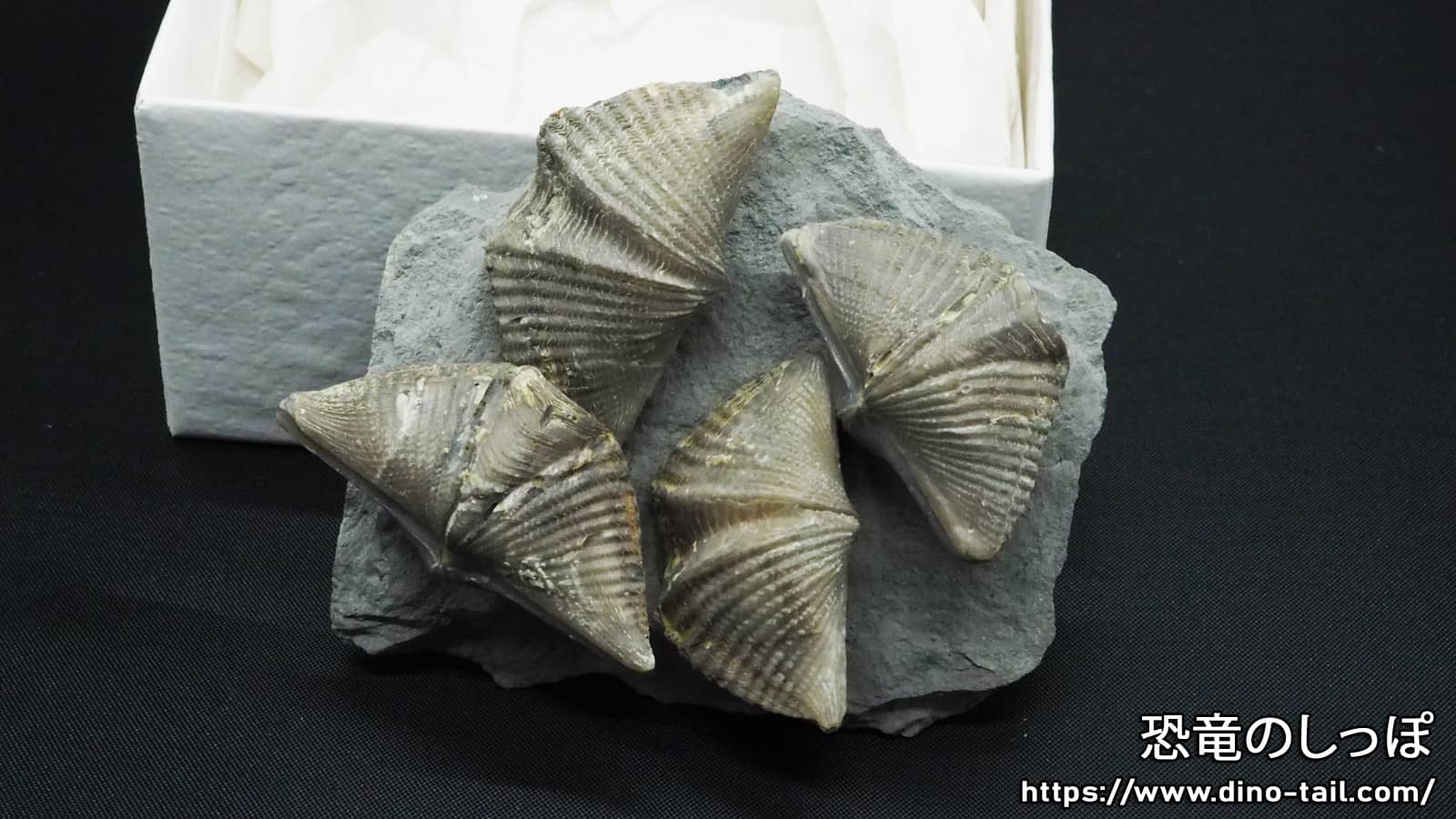 Mucrospirifer fossil