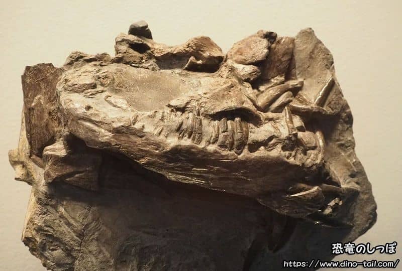 Plesiosaurus skull fossil - Hauff Museum (Urwelt-Museum Hauff, Germany.)