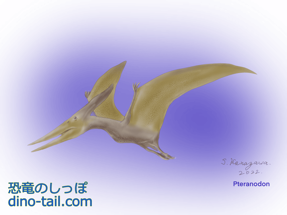 Illustration of Pteranodon
