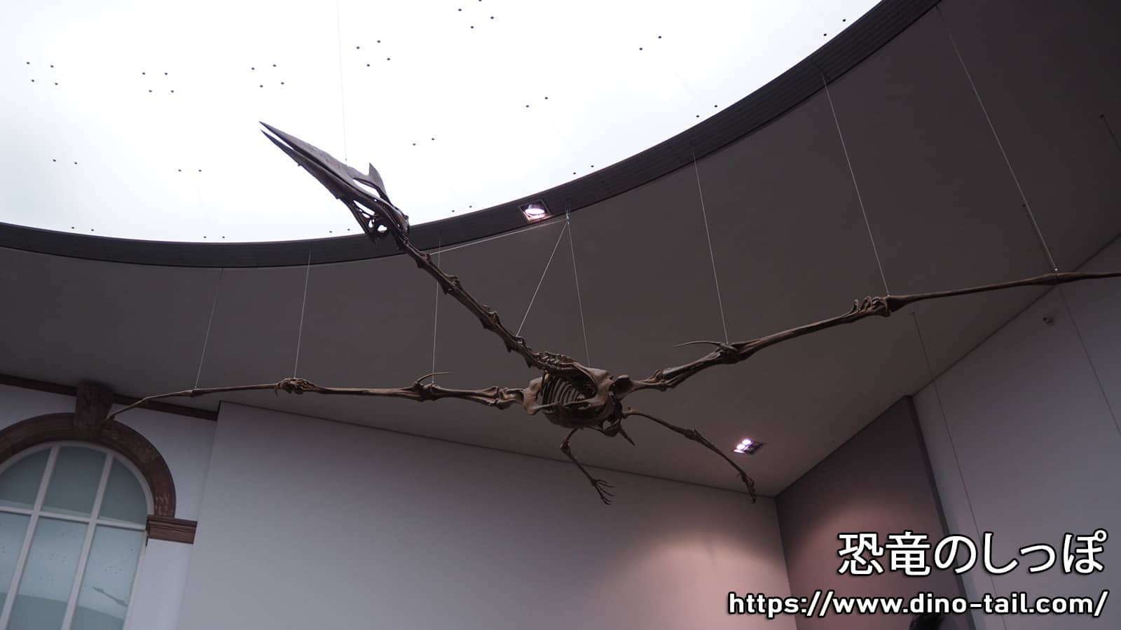 Fossil of Quetzalcoatlus