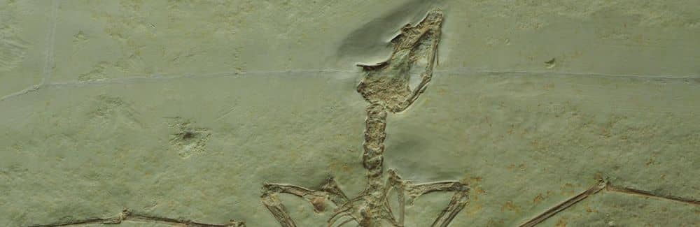 Rhamphorhynchus (Pterosaur)